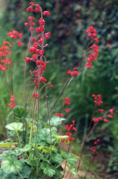Heuchera sanguinea 'Firefly' en fleurs dans les canyons rocheux ombragés du sud-ouest des États-Unis